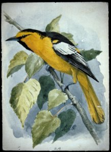 Bullock's Oriole. Free illustration for personal and commercial use.