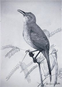Curve-billed Thrasher. Free illustration for personal and commercial use.