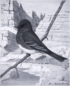 Black Phoebe-3. Free illustration for personal and commercial use.