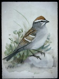 Chipping Sparrow-2. Free illustration for personal and commercial use.