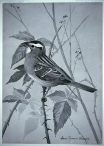 White-throated Sparrow. Free illustration for personal and commercial use.