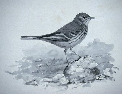 American Pipit-1. Free illustration for personal and commercial use.