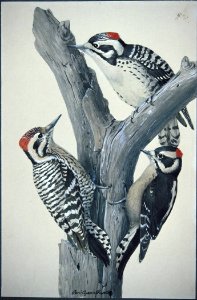 Downy Woodpeckers-1. Free illustration for personal and commercial use.