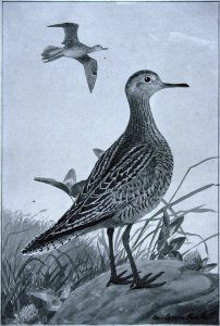 Upland Sandpiper-2. Free illustration for personal and commercial use.