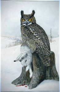 Great Horned Owl-1. Free illustration for personal and commercial use.