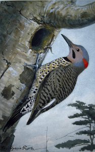 Northern Flicker. Free illustration for personal and commercial use.