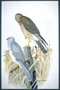 Northern Harrier. Free illustration for personal and commercial use.