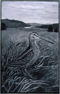 Common Snipe-1. Free illustration for personal and commercial use.