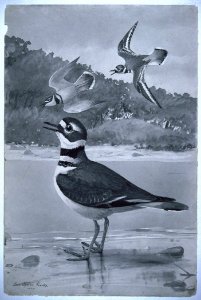 Killdeer-3. Free illustration for personal and commercial use.