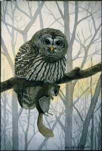 Barred Owl. Free illustration for personal and commercial use.
