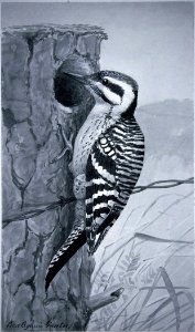 Ladder-backed Woodpecker-2. Free illustration for personal and commercial use.
