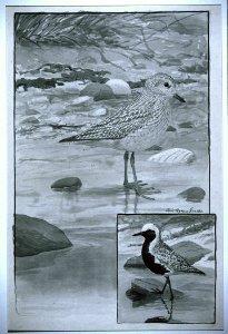 Black-bellied Plover-4. Free illustration for personal and commercial use.