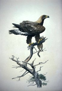 Golden Eagle-3. Free illustration for personal and commercial use.