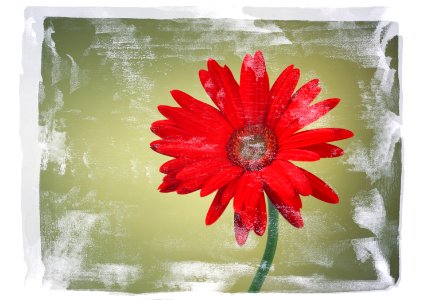 Red daisy in vintage style. Free illustration for personal and commercial use.