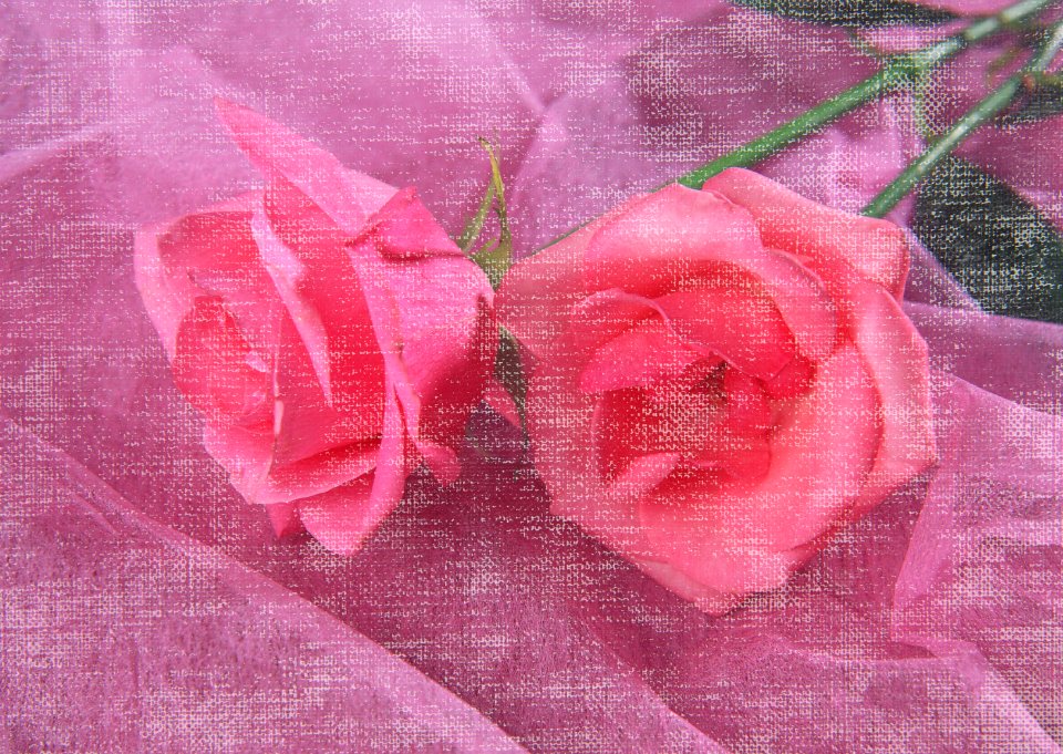 Pink two roses in vintage style. Free illustration for personal and commercial use.