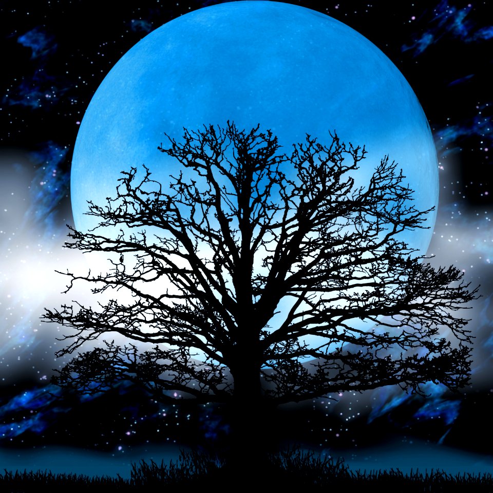 Moon Forest Fantasy. Free illustration for personal and commercial use.