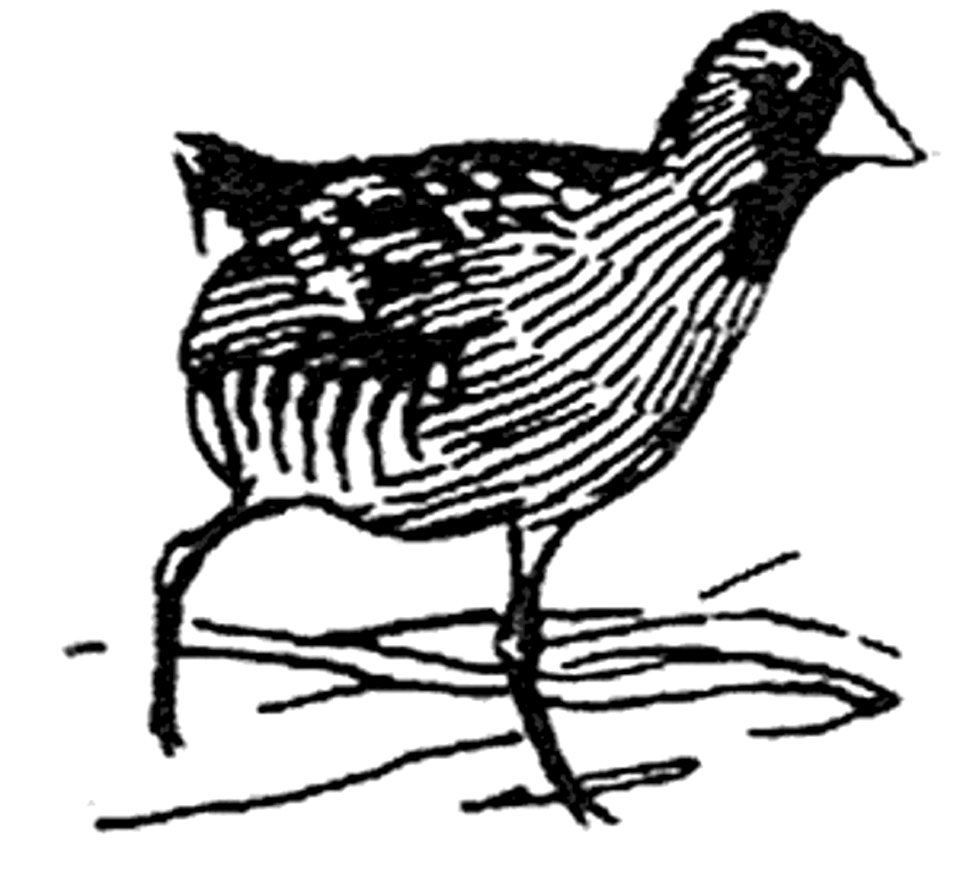 bird-black-black-and-white-free-stock-illustrations-creazilla