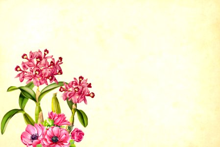 Grunge Floral Background. Free illustration for personal and commercial use.