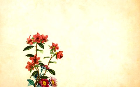 Red Flower on Vintage Background. Free illustration for personal and commercial use.