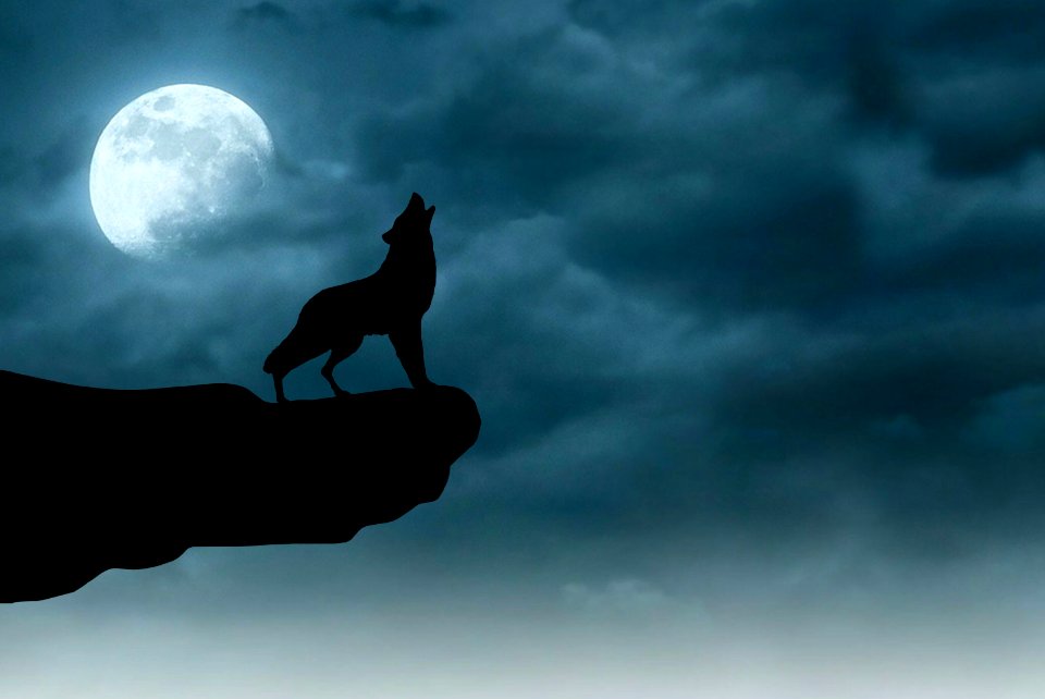 Night Wolf. Free illustration for personal and commercial use.