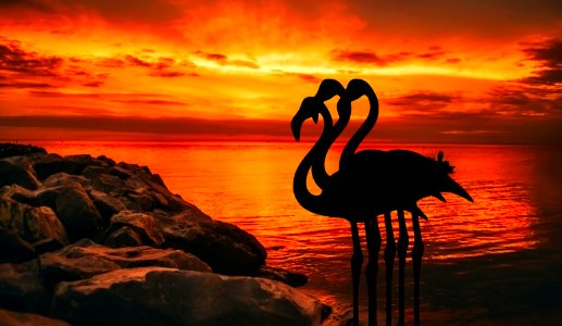 Silhouette of Flamingos at Dusk. Free illustration for personal and commercial use.