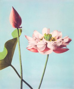 Beautiful photomechanical prints of Lotus Flowers (1887–1897) by Ogawa Kazumasa.. Free illustration for personal and commercial use.