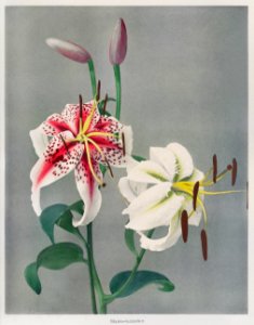 Lily, hand–colored collotype from Some Japanese Flowers (1896) by Kazumasa Ogawa.