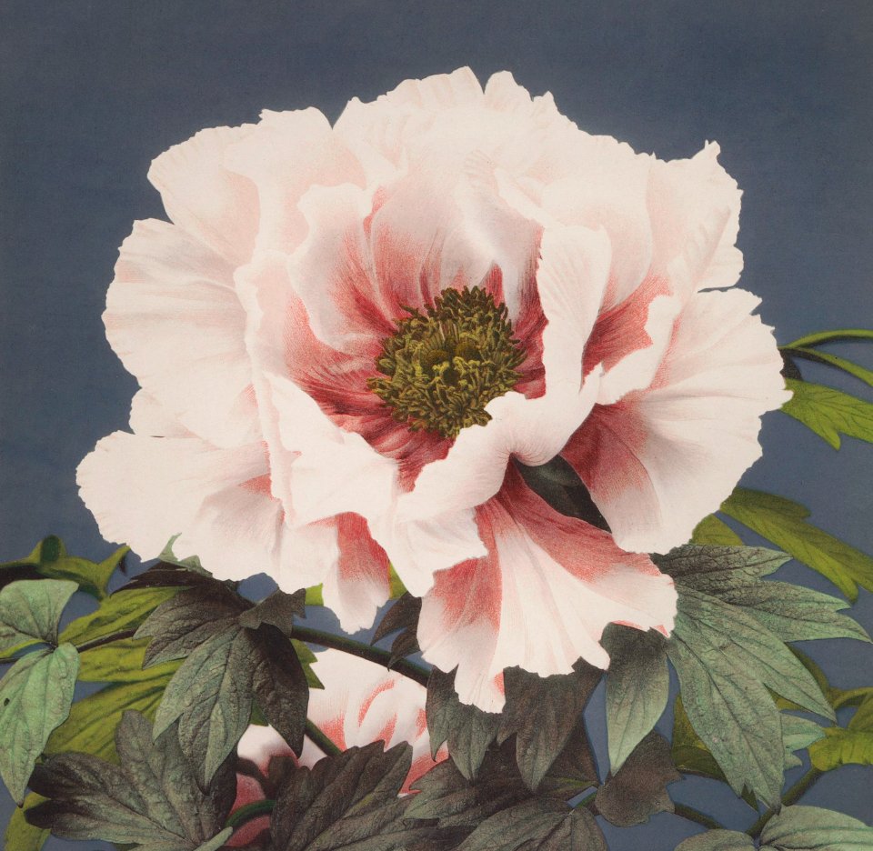Beautiful photomechanical prints of (1887–1897) by Ogawa Kazumasa.