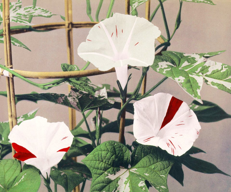 Beautiful photomechanical prints of Striped Bindweed Flowers (1887–1897) by Ogawa Kazumasa.