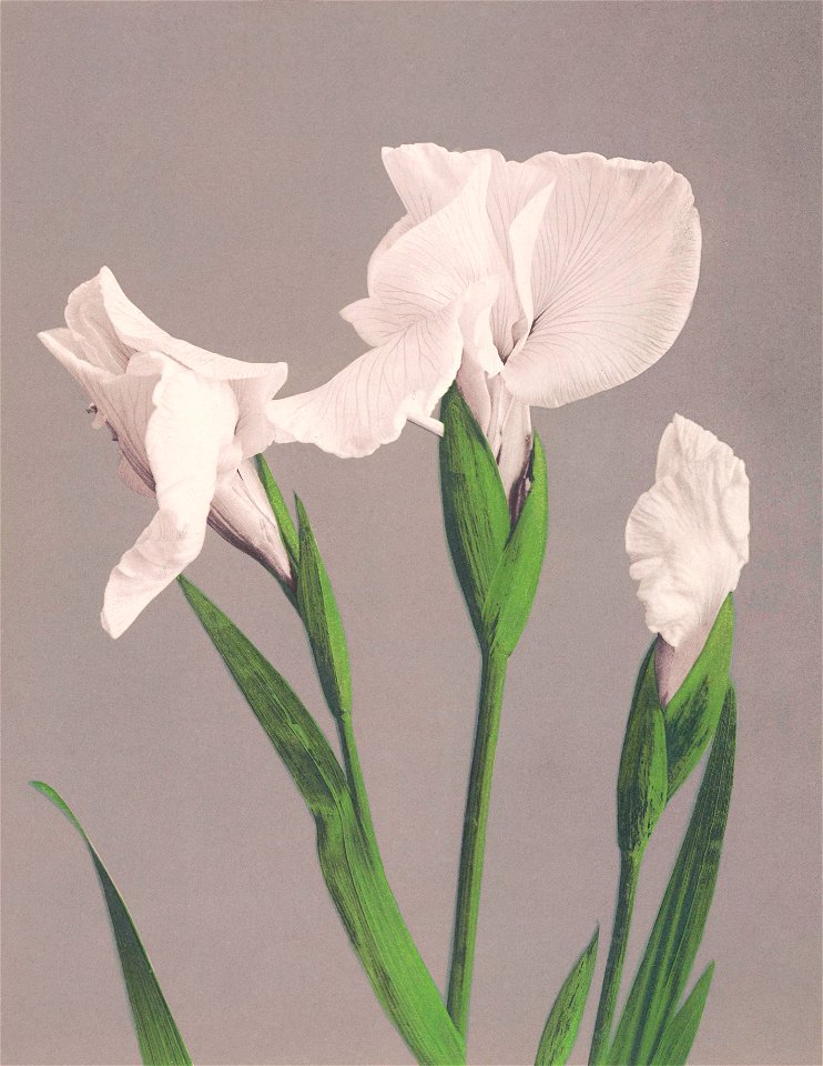 Beautiful photomechanical prints of White Irises (1887–1897) by Ogawa Kazumasa.