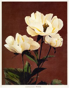 Hærdaceous Peony, hand–colored collotype from Some Japanese Flowers (1896) by Kazumasa Ogawa.. Free illustration for personal and commercial use.