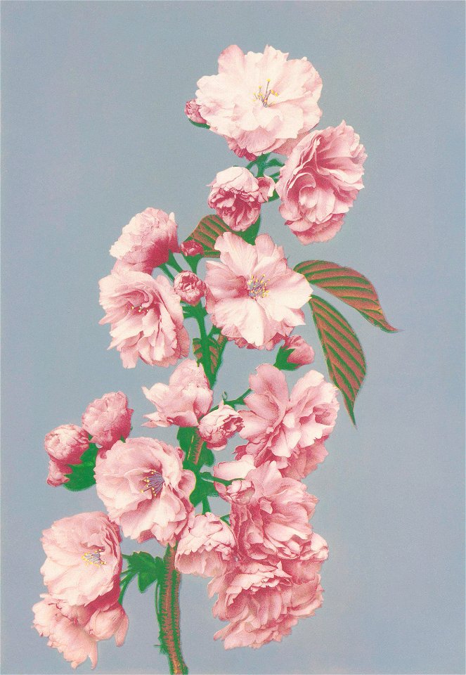 Beautiful photomechanical prints of Cherry Blossom (1887–1897) by Ogawa Kazumasa.