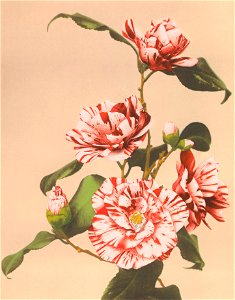 Beautiful photomechanical prints of Striped Camellias (1887–1897) by Ogawa Kazumasa.. Free illustration for personal and commercial use.