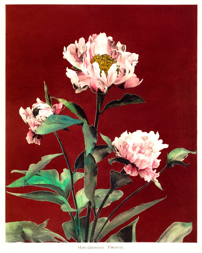 Hærdaceous Peony, hand–colored collotype from Some Japanese Flowers (1896) by Kazumasa Ogawa.