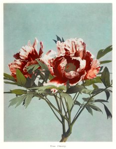 Tree Peony, hand–colored collotype from Some Japanese Flowers (1896) by Kazumasa Ogawa.