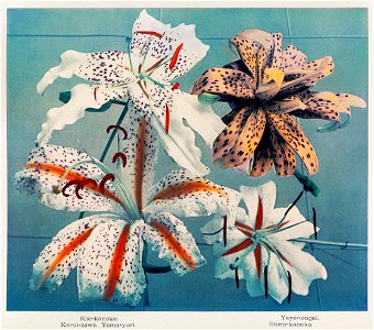 Lily, hand–colored collotype from Some Japanese Flowers (1896) by Kazumasa Ogawa.. Free illustration for personal and commercial use.