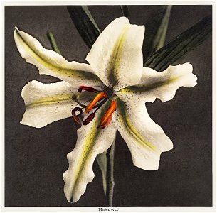 Lily, hand–colored collotype from Some Japanese Flowers (1896) by Kazumasa Ogawa.
