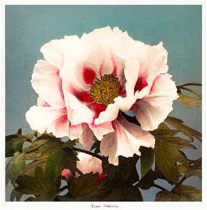 Tree Peony, hand–colored collotype from Some Japanese Flowers (1896) by Kazumasa Ogawa.. Free illustration for personal and commercial use.