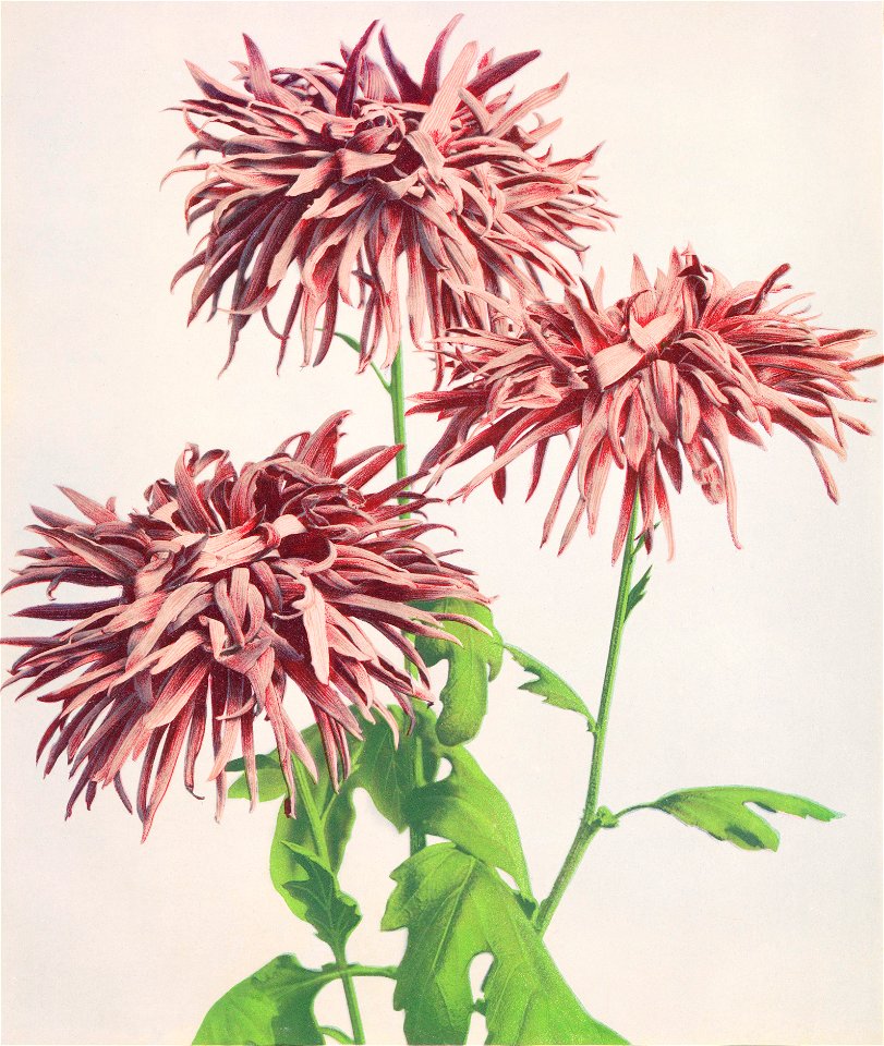 Beautiful photomechanical prints of Three Pink Chrysanthemum (1887–1897) by Ogawa Kazumasa.