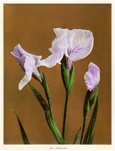 Iris Kæmpferi, hand-colored collotype from Some Japanese Flowers (1896) by Kazumasa Ogawa.. Free illustration for personal and commercial use.