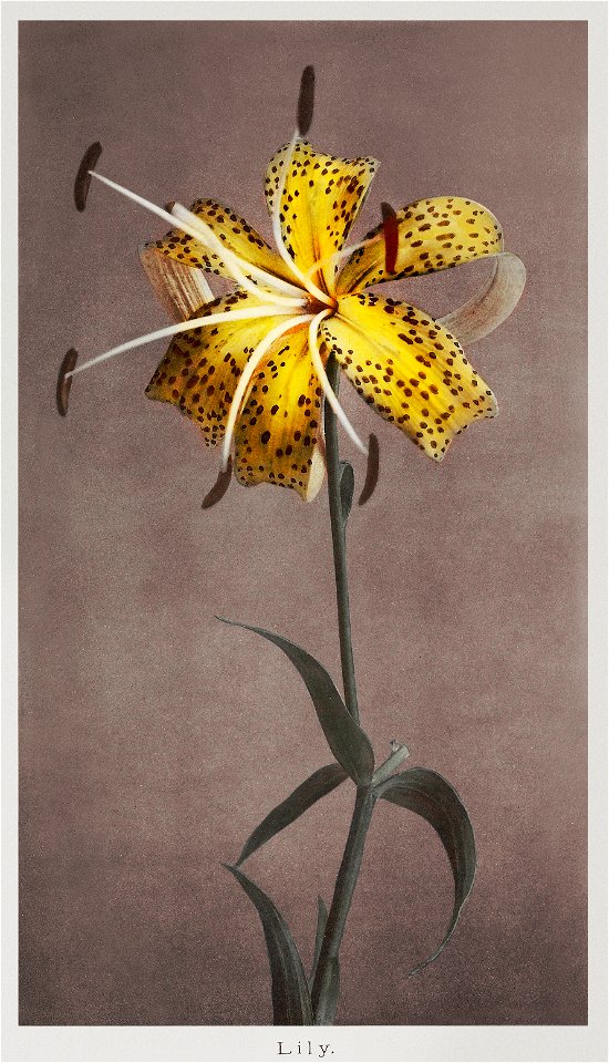 Lily, hand–colored collotype from Some Japanese Flowers (1896) by Kazumasa Ogawa.. Free illustration for personal and commercial use.