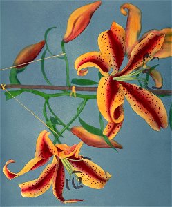 Lily, hand–colored collotype from Some Japanese Flowers (1896) by Kazumasa Ogawa.. Free illustration for personal and commercial use.