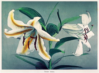Lily, hand–colored collotype from Some Japanese Flowers (1896) by Kazumasa Ogawa.