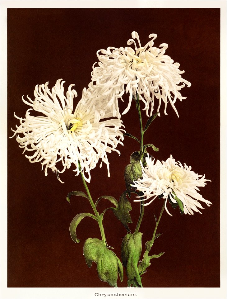 Chrysanthemum, hand–colored collotype from Some Japanese Flowers (1896) by Kazumasa Ogawa.