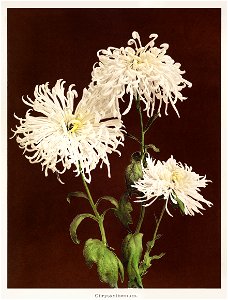 Chrysanthemum, hand–colored collotype from Some Japanese Flowers (1896) by Kazumasa Ogawa.