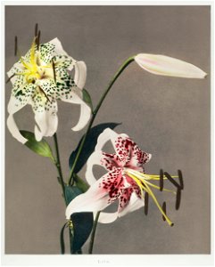 Lily, hand–colored collotype from Some Japanese Flowers (1896) by Kazumasa Ogawa.. Free illustration for personal and commercial use.