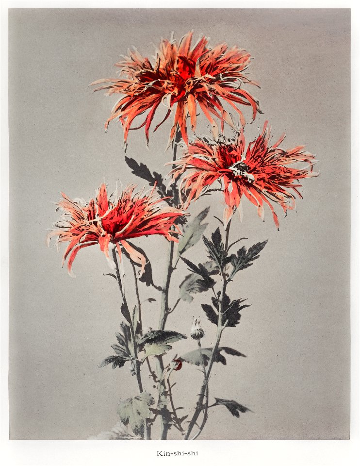 Kin–shi–shi, hand–colored collotype from Some Japanese Flowers (1896) by Kazumasa Ogawa.