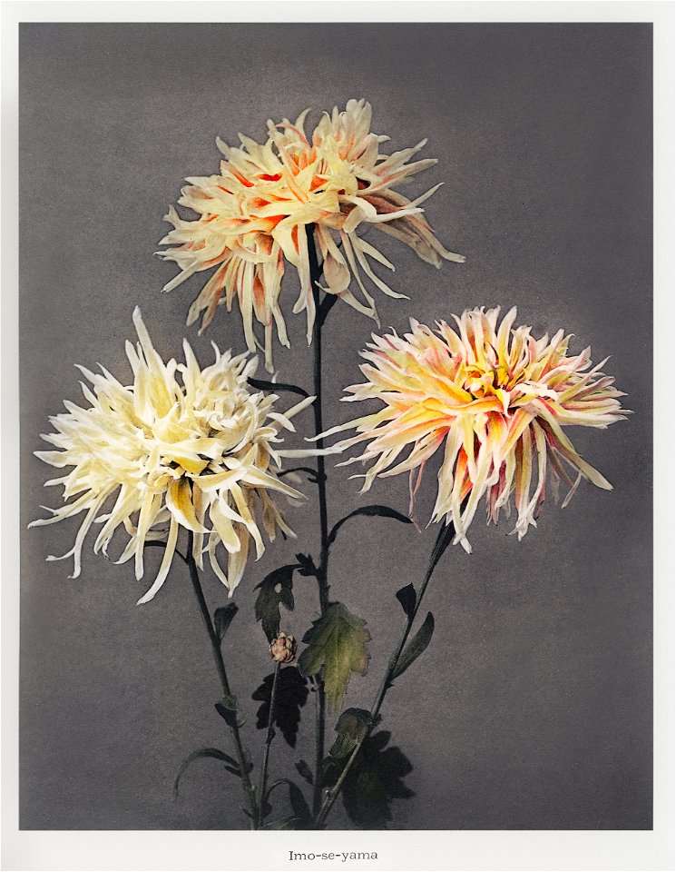 Imo–se–yama, hand–colored collotype from Some Japanese Flowers (1896) by Kazumasa Ogawa.