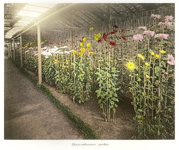 Chrysanthemum, Garden hand-colored collotype from Some Japanese Flowers (1896) by Kazumasa Ogawa.
