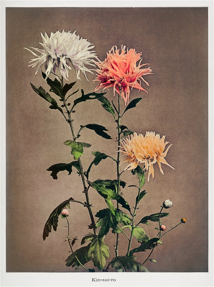 Kin–sui–ro, hand–colored collotype from Some Japanese Flowers (1896) by Kazumasa Ogawa.